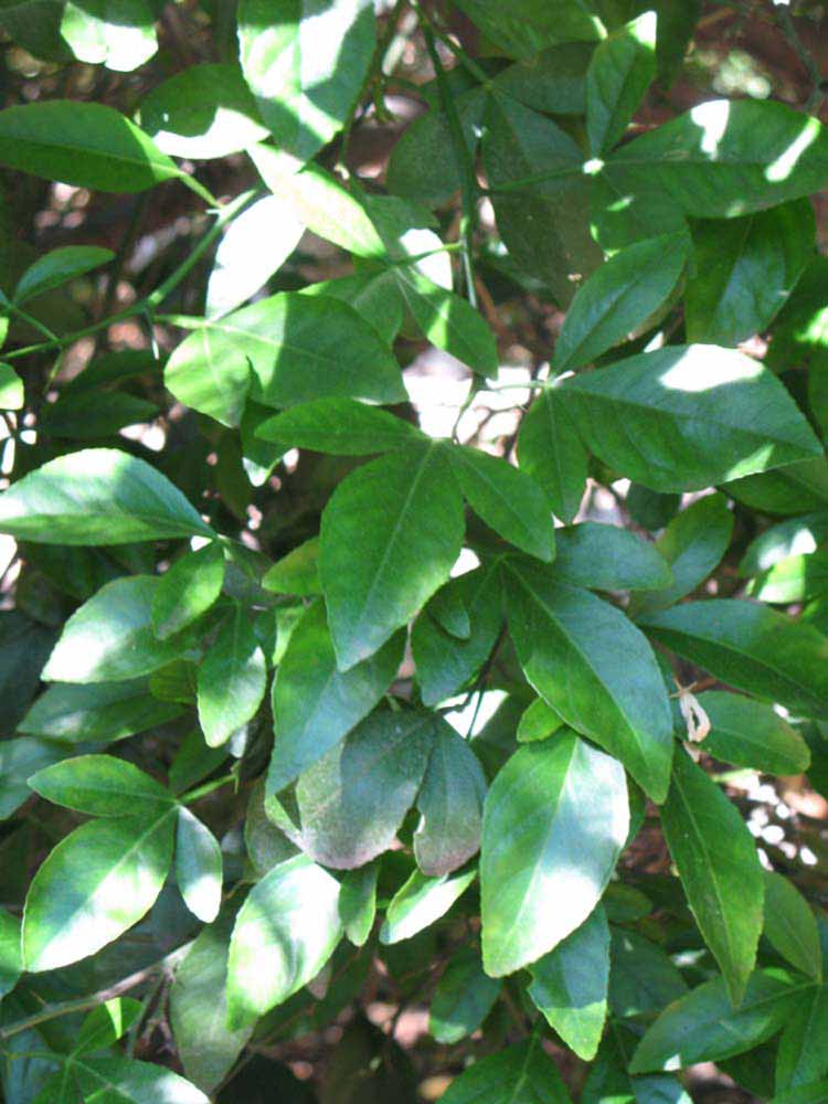              Shade leaves (Riverside, CA)       